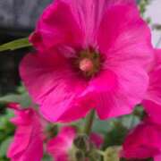 ヒメ日記 2025/07/06 12:37 投稿 名取 ニューヨークニューヨーク