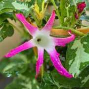 ヒメ日記 2025/07/13 14:59 投稿 名取 ニューヨークニューヨーク