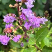 ヒメ日記 2025/08/15 12:20 投稿 名取 ニューヨークニューヨーク