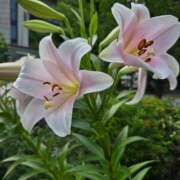 ヒメ日記 2025/08/17 23:58 投稿 名取 ニューヨークニューヨーク