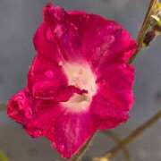 ヒメ日記 2025/11/07 12:05 投稿 名取 ニューヨークニューヨーク