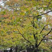 ヒメ日記 2025/11/09 14:31 投稿 名取 ニューヨークニューヨーク