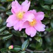 ヒメ日記 2025/12/07 22:53 投稿 名取 ニューヨークニューヨーク