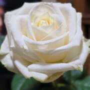 ヒメ日記 2026/02/20 23:35 投稿 名取 ニューヨークニューヨーク