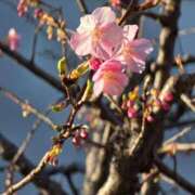 名取 3月弥生 ニューヨークニューヨーク