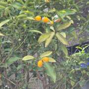 ヒメ日記 2026/03/08 14:59 投稿 名取 ニューヨークニューヨーク