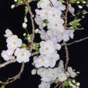 ヒメ日記 2026/03/21 23:23 投稿 名取 ニューヨークニューヨーク