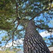 ヒメ日記 2026/04/04 12:42 投稿 名取 ニューヨークニューヨーク