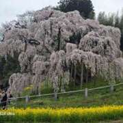 名取 明日は暑い☀️😵💦 ニューヨークニューヨーク