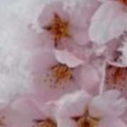 ヒメ日記 2025/04/02 18:08 投稿 まり ニューヨークニューヨーク