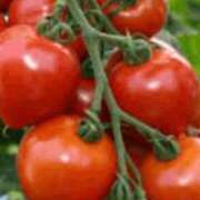 ヒメ日記 2025/10/15 20:33 投稿 まり ニューヨークニューヨーク