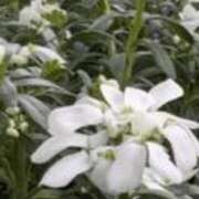 ヒメ日記 2026/04/04 18:53 投稿 まり ニューヨークニューヨーク