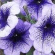 ヒメ日記 2026/04/23 19:07 投稿 まり ニューヨークニューヨーク