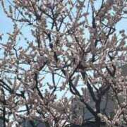 ヒメ日記 2025/03/01 15:38 投稿 なお ニューヨークニューヨーク