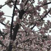 ヒメ日記 2025/03/13 17:32 投稿 なお ニューヨークニューヨーク