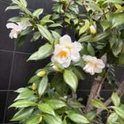 ヒメ日記 2025/03/15 09:22 投稿 なお ニューヨークニューヨーク