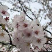 ヒメ日記 2025/03/26 13:12 投稿 なお ニューヨークニューヨーク