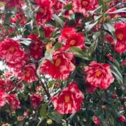 ヒメ日記 2025/03/29 14:04 投稿 なお ニューヨークニューヨーク