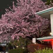 ヒメ日記 2025/03/30 00:16 投稿 なお ニューヨークニューヨーク