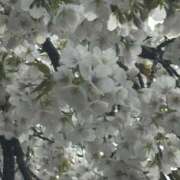 ヒメ日記 2025/04/12 22:19 投稿 なお ニューヨークニューヨーク