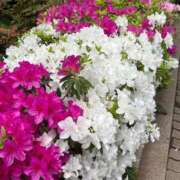 ヒメ日記 2025/04/26 13:53 投稿 なお ニューヨークニューヨーク