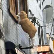 ヒメ日記 2025/05/17 16:20 投稿 なお ニューヨークニューヨーク