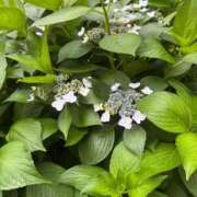 ヒメ日記 2025/05/26 13:22 投稿 なお ニューヨークニューヨーク