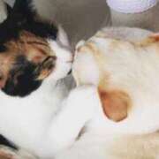 ヒメ日記 2025/11/08 14:24 投稿 なお ニューヨークニューヨーク