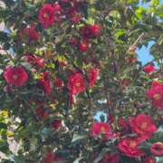 なお お天気ですね ニューヨークニューヨーク