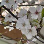 ヒメ日記 2026/04/18 15:44 投稿 なお ニューヨークニューヨーク