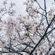 ヒメ日記 2025/04/04 00:17 投稿 かんな 海上空天 SHANGHAI HEAVEN