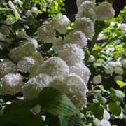 ヒメ日記 2025/05/12 09:38 投稿 さおとめ 丸妻 新横浜店