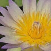 ヒメ日記 2025/06/10 12:50 投稿 さおとめ 丸妻 新横浜店