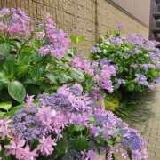 ヒメ日記 2025/06/12 21:37 投稿 さおとめ 丸妻 新横浜店