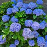 ヒメ日記 2025/06/17 17:28 投稿 さおとめ 丸妻 新横浜店