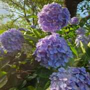 ヒメ日記 2025/06/20 23:22 投稿 さおとめ 丸妻 新横浜店