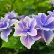 ヒメ日記 2025/07/21 17:54 投稿 さおとめ 丸妻 新横浜店