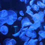 ヒメ日記 2025/10/31 04:13 投稿 さおとめ 丸妻 新横浜店