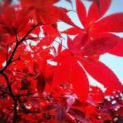 ヒメ日記 2025/11/20 18:35 投稿 さおとめ 丸妻 新横浜店