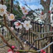 さおとめ THANK YOU☘️ 丸妻 新横浜店