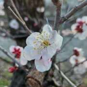 さおとめ シフトお知らせ 丸妻 新横浜店