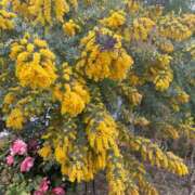 ヒメ日記 2025/04/10 08:22 投稿 イヴ アラモード