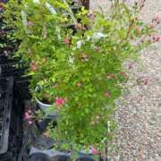 ヒメ日記 2025/05/16 09:02 投稿 イヴ アラモード