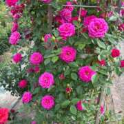 ヒメ日記 2025/05/28 09:02 投稿 イヴ アラモード