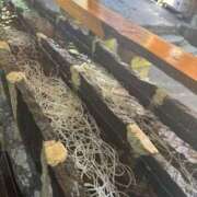 ヒメ日記 2025/08/29 13:14 投稿 イヴ アラモード