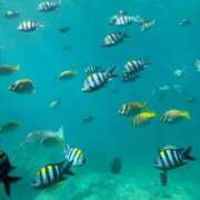 ヒメ日記 2025/09/03 22:37 投稿 イヴ アラモード