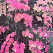 ヒメ日記 2025/11/22 19:43 投稿 イヴ アラモード