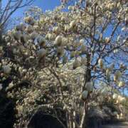 ヒメ日記 2026/03/13 20:48 投稿 イヴ アラモード