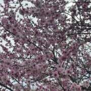 ヒメ日記 2026/03/15 10:10 投稿 イヴ アラモード