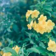 ヒメ日記 2025/05/29 20:36 投稿 にこ・SP やまとなでしこ桜組